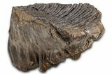 Fossil Elderly Woolly Mammoth Upper M Molar - Poland #337199-4